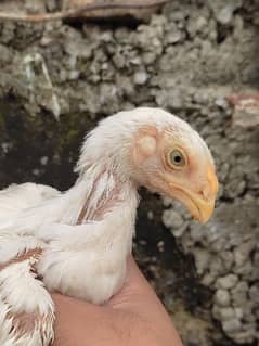 parrot beak cross