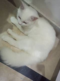 2 Pure Persian doll face double coated kittens for sale urgent