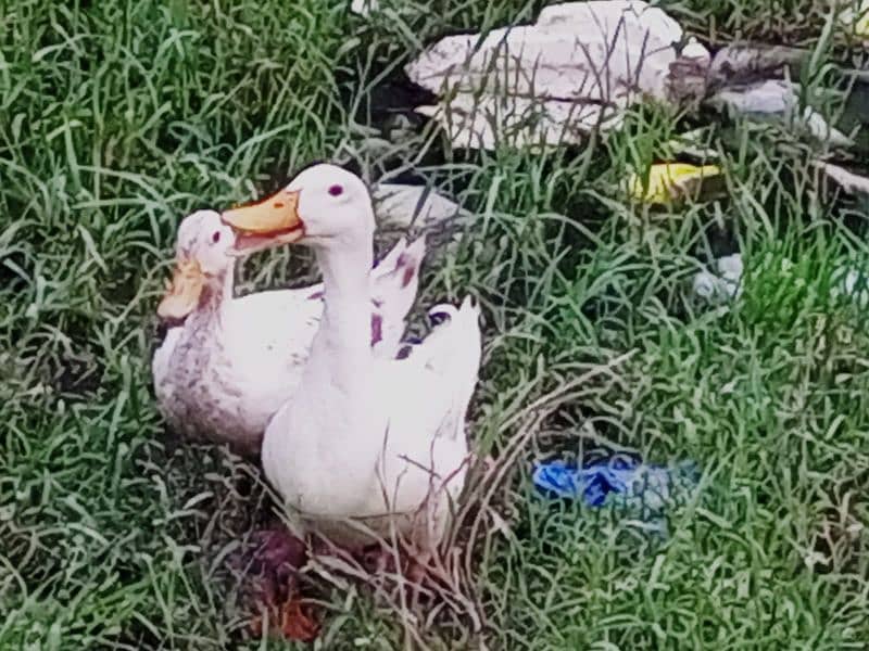 hens or white chhakkor or white duck pair 03/07/78/82/8/90 0