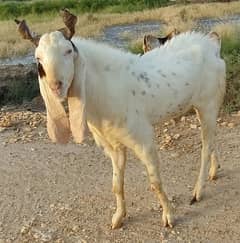 Goat Male Breeder Gulabi Cross