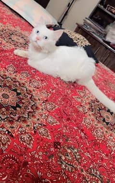 Persian cat male 8 month