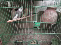 Parrots with cage for sale