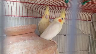 Cocktail pair & Budgies for sale