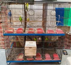 2 portion cage for sale with 4 budgies Breeder pair