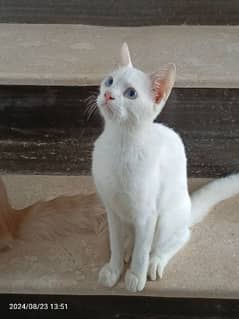 Persian pure white cats single coat