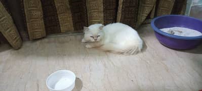 Persian cat male for sale