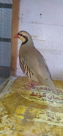 chakoor /chukar