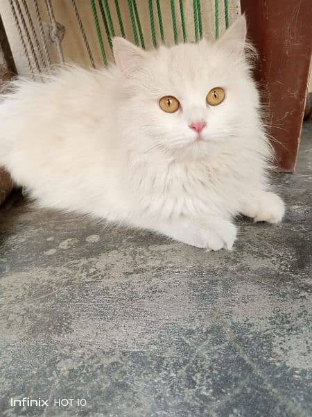 Cat in Jhelum 0