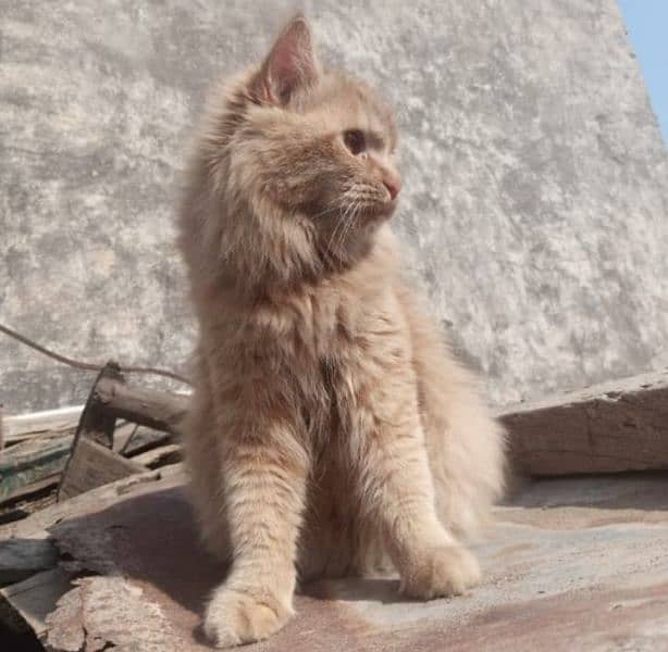 Cat in Jhelum 1