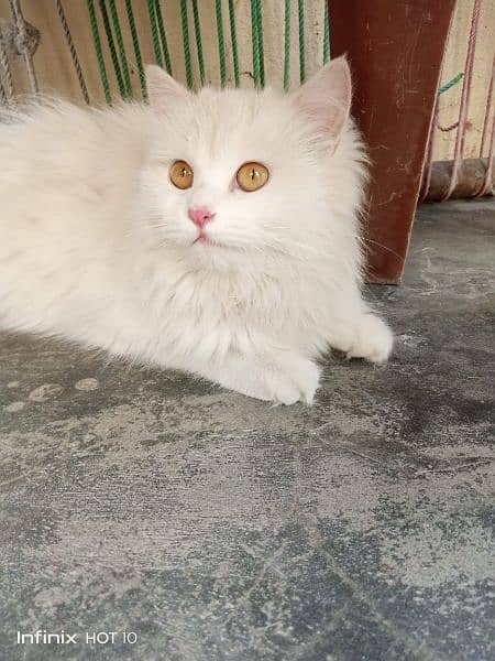 Cat in Jhelum 2