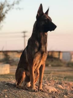 belgian malinois