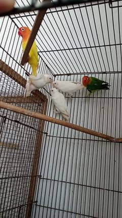 Albino Fisher lutino persanata red eye love birds parrot