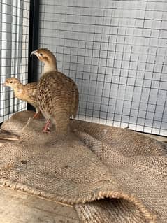 irani breeder male / 5months old chick / teetar