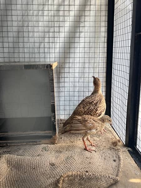 irani breeder male / 5months old chick / teetar 5