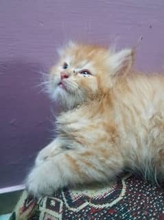 Persian kitten available for sale