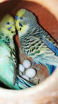 TCB Australian Breeder pair