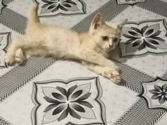 Persian kitten for urgent sale