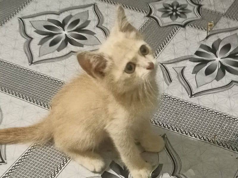 Persian kitten for urgent sale 1