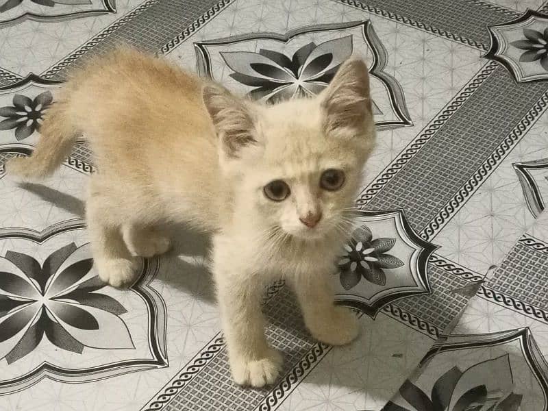 Persian kitten for urgent sale 3