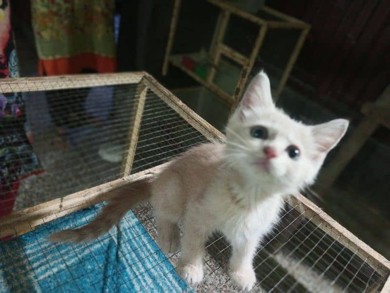 Persian kitten for urgent sale 4