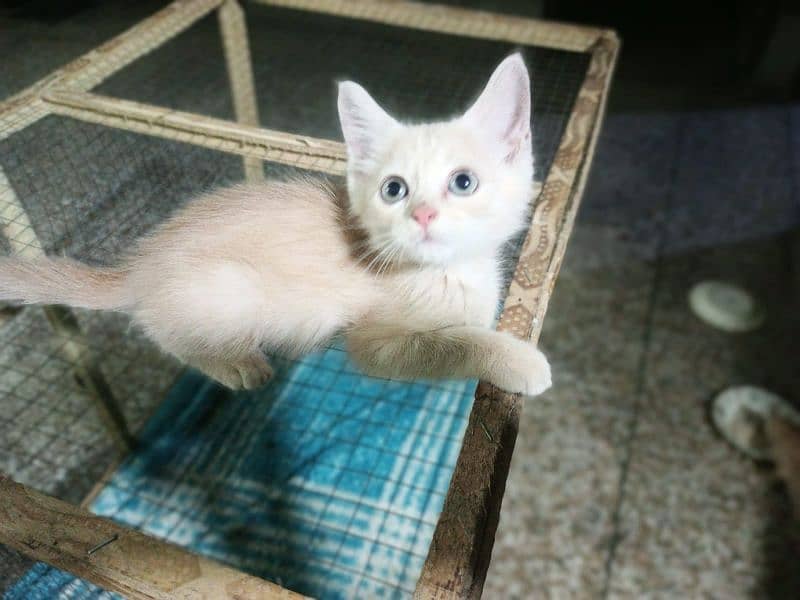 Persian kitten for urgent sale 5