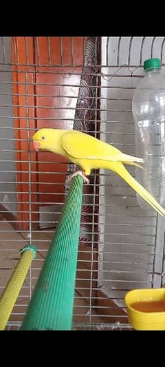 yellow ringneck femal