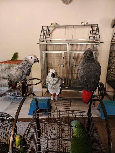 Triton Cockatoos, Blue and Gold Macaw, Amazons & African Grey 18