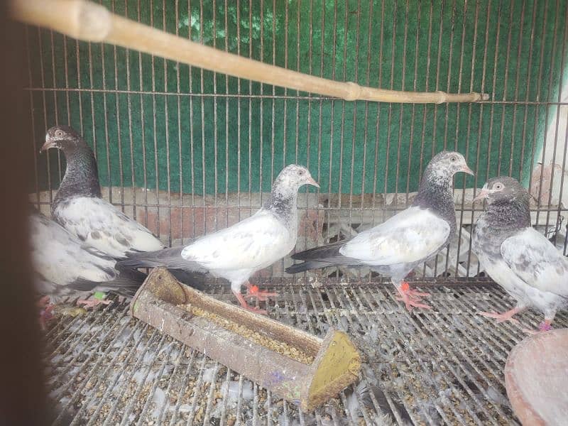 teddy pigeon (per piece)Yarkaan or Boski ankh kay 3