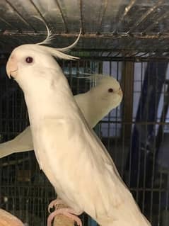 Ringneck Male, Eno and Cream Cocktails Breeder pairs.