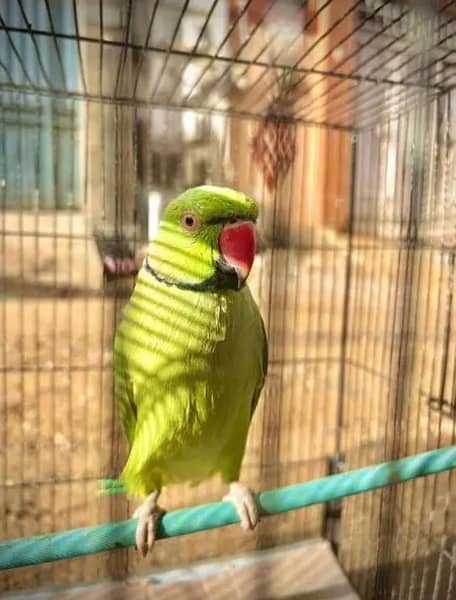 Ringneck Male, Eno and Cream Cocktails Breeder pairs. 1