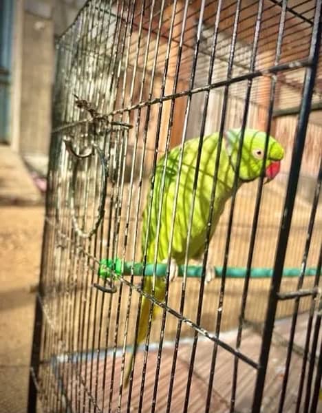 Ringneck Male, Eno and Cream Cocktails Breeder pairs. 2