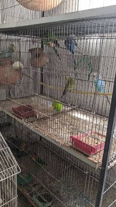 Australian parrot & Fisher for sale