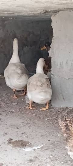 selling ducks