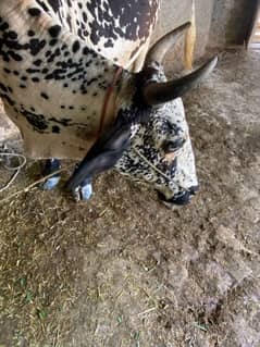 High- Yield Dairy Cow for Sale - Produces 10 liters of Milk Daily