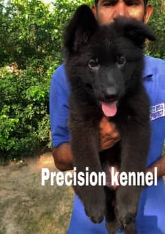 German shepherd Black  pink pedigreed Long Hair  imported  puppies