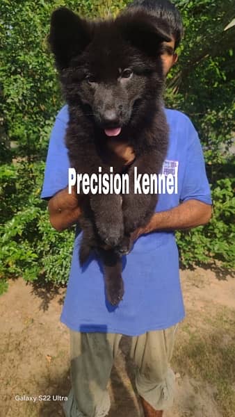 German shepherd Black  pink pedigreed Long Hair  imported  puppies 1