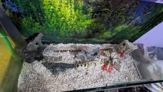 Fish And Aquarium Urgent Looking For New Shelter 0