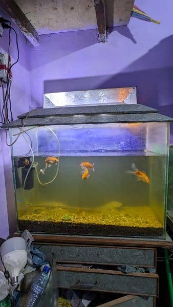 Fish And Aquarium Urgent Looking For New Shelter 3