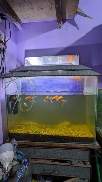 Fish And Aquarium Urgent Looking For New Shelter 7