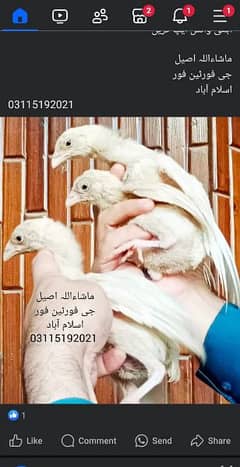 Heera Chicks  / White  Chicks/ Aseel chicks / Aseel choozay