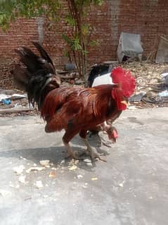 hen