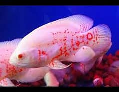 Albino white oscar rare