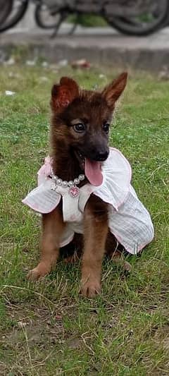 German Shepherd for sale