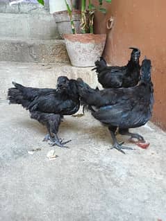 ayam cemani age 5 months 0