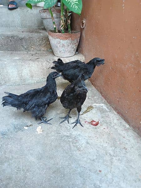 ayam cemani age 5 months 1