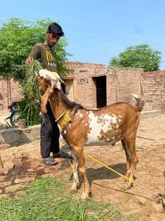 sehtmand Bakra umar taqreeban 1 sal 3 mah ghar may rakha hua hai 0