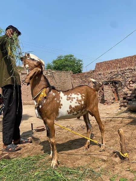 sehtmand Bakra umar taqreeban 1 sal 3 mah ghar may rakha hua hai 2