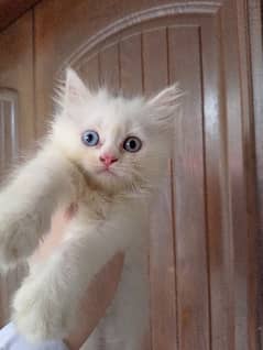 odd eye kittens and 1 himaliyan available