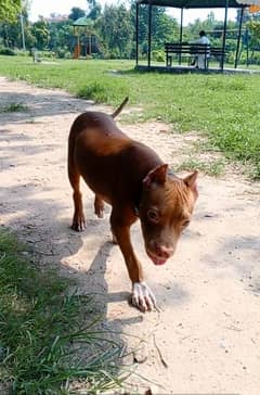 pitbull puppy