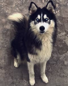 Siberian Husky male for st*d | black & white | blue eyes